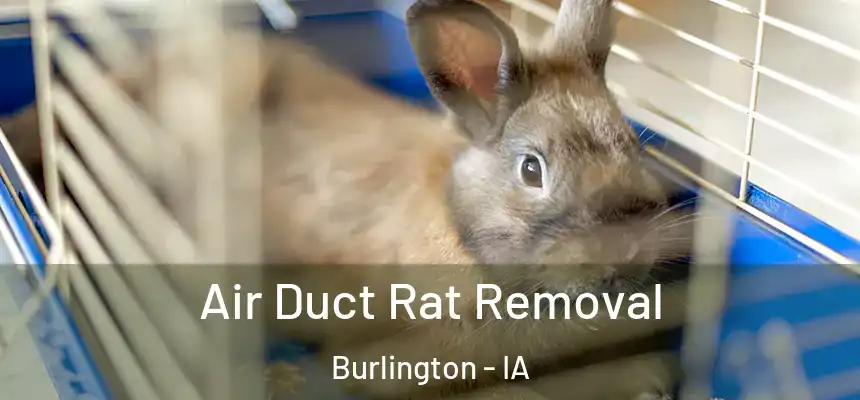Air Duct Rat Removal Burlington - IA
