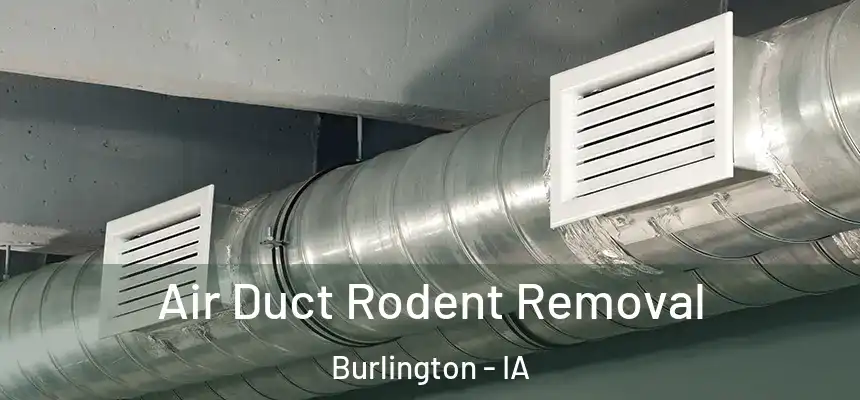  Air Duct Rodent Removal Burlington - IA